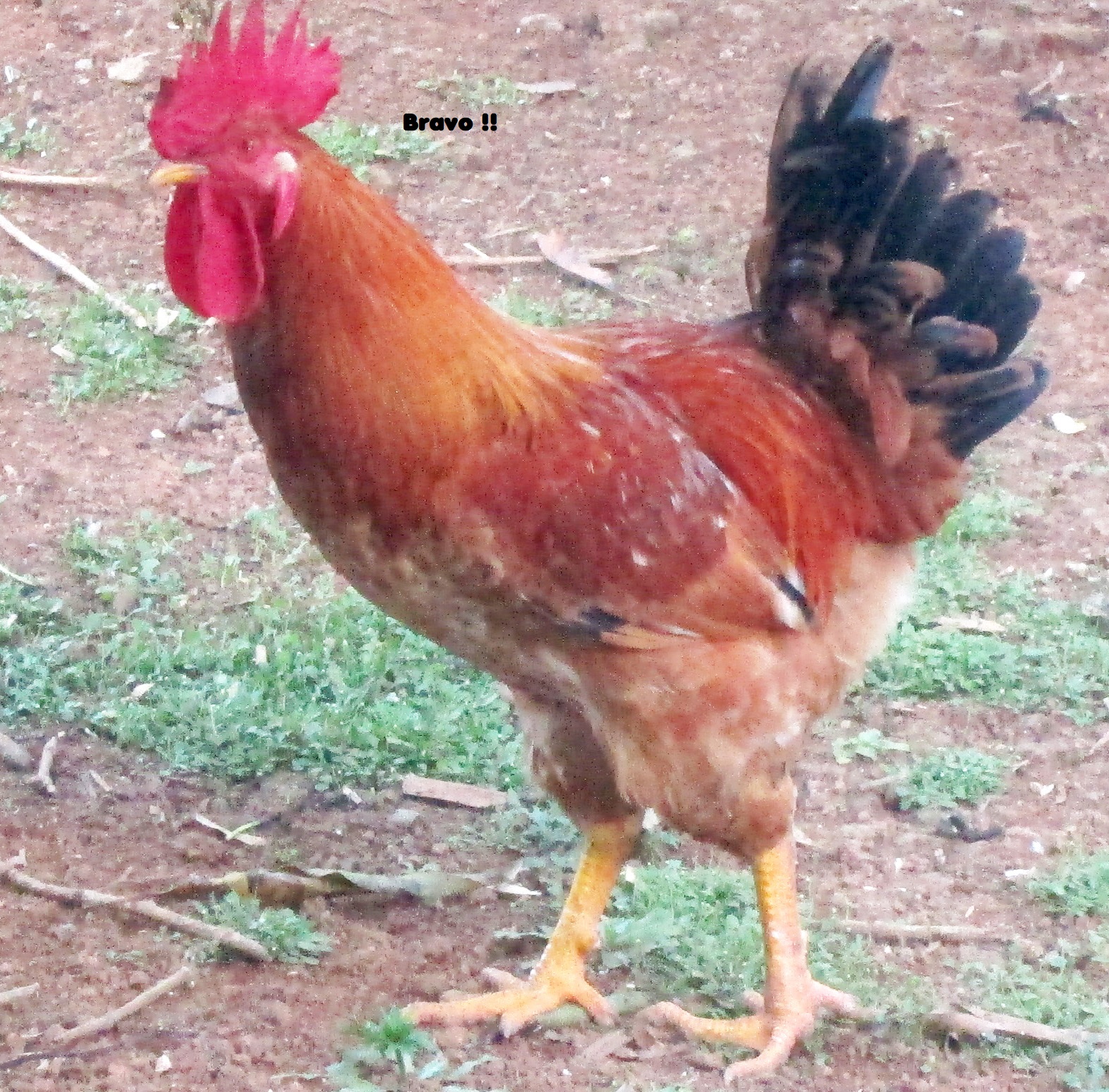 coq